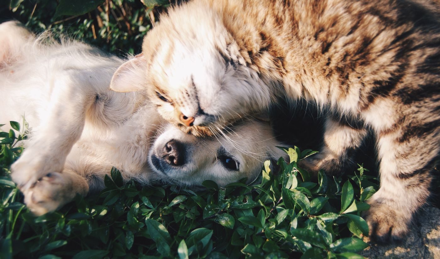 Tiernahrung und Tiermedizin — Kondition der Tiere